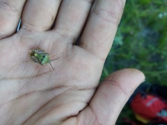 Carpocoris