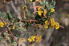 Grevillea chrysophaea