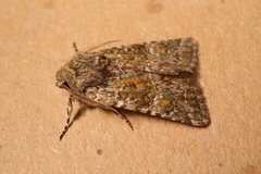 Polymixis lichenea