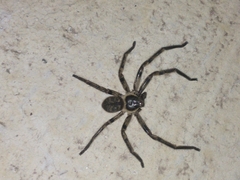 Polybetes pythagoricus