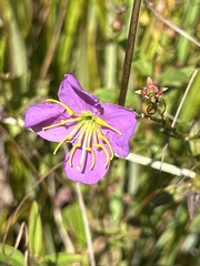 Rhexia virginica