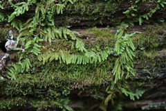 Callicladium imponens