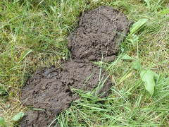 Coprimorphus scrutator