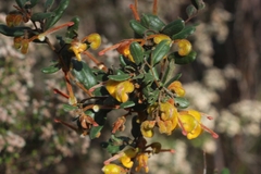 Grevillea chrysophaea