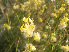 Lasiosiphon polycephalus