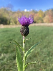 Cirsium canum