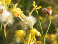 Lasiosiphon polycephalus