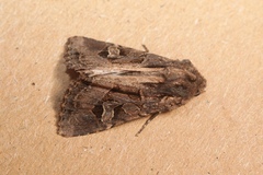Trigonophora jodea