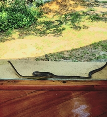 Dispholidus typus typus