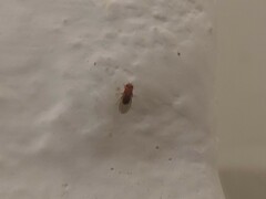 Drosophila melanogaster