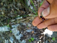 Trichodes apiarius