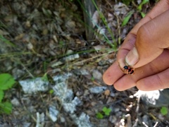Trichodes apiarius