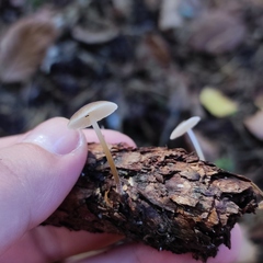 Strobilurus conigenus