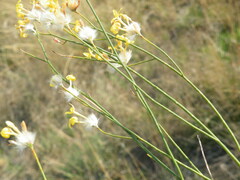 Lasiosiphon polycephalus