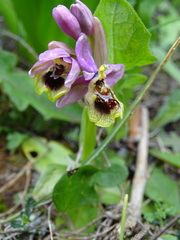 Ophrys tenthredinifera