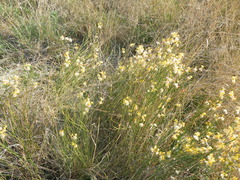 Lasiosiphon polycephalus