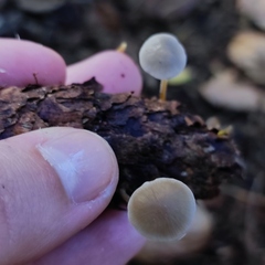 Strobilurus conigenus