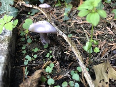 Lepista personata