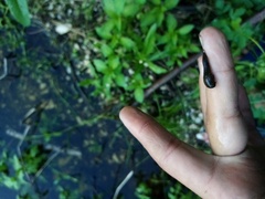 Haemopis sanguisuga