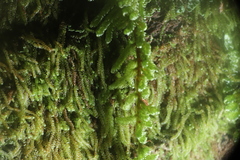 Callicladium imponens