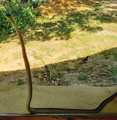 Dispholidus typus typus