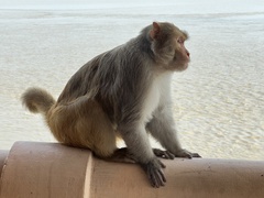 Macaca mulatta