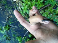 Haemopis sanguisuga