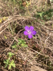 Geranium collinum