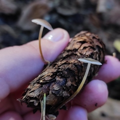 Strobilurus conigenus