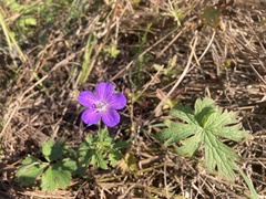 Geranium collinum