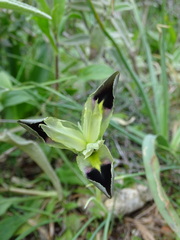 Iris tuberosa