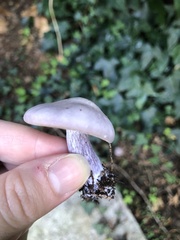 Lepista personata