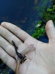 Cordulia aenea aenea