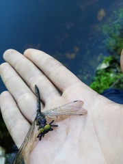 Cordulia aenea aenea