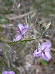 Thysanotus thyrsoideus