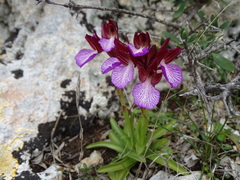 Anacamptis papilionacea aegaea