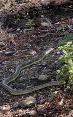 Zamenis longissimus