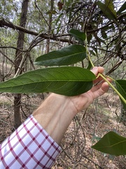 Parsonsia brisbanensis