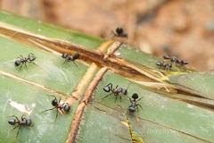 Crematogaster aurita