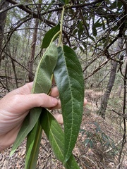 Parsonsia brisbanensis