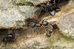 Crematogaster aurita