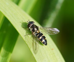 Melangyna