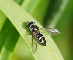 Melangyna