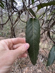 Parsonsia brisbanensis