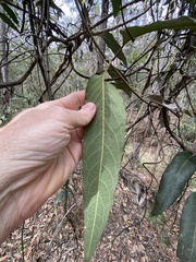 Parsonsia brisbanensis