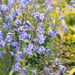 Anchusa capensis