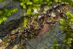 Carebara