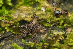 Carebara
