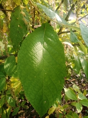 Pterostyrax hispidus