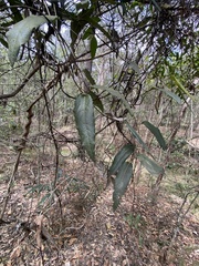 Parsonsia brisbanensis